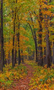 Preview wallpaper forest, autumn, path, fallen leaves, nature