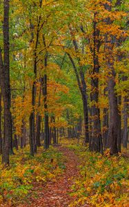 Preview wallpaper forest, autumn, path, fallen leaves, nature