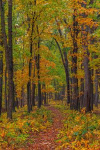 Preview wallpaper forest, autumn, path, fallen leaves, nature