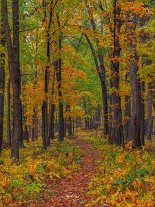 Preview wallpaper forest, autumn, path, fallen leaves, nature