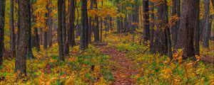 Preview wallpaper forest, autumn, path, fallen leaves, nature