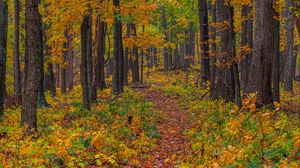 Preview wallpaper forest, autumn, path, fallen leaves, nature