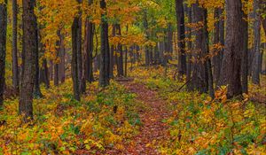 Preview wallpaper forest, autumn, path, fallen leaves, nature