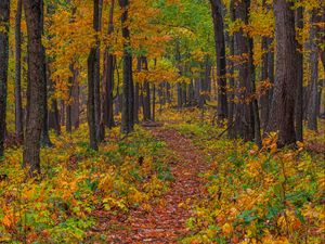 Preview wallpaper forest, autumn, path, fallen leaves, nature