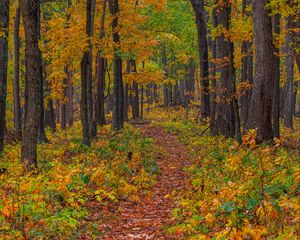 Preview wallpaper forest, autumn, path, fallen leaves, nature