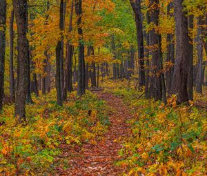 Preview wallpaper forest, autumn, path, fallen leaves, nature