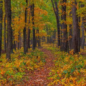 Preview wallpaper forest, autumn, path, fallen leaves, nature