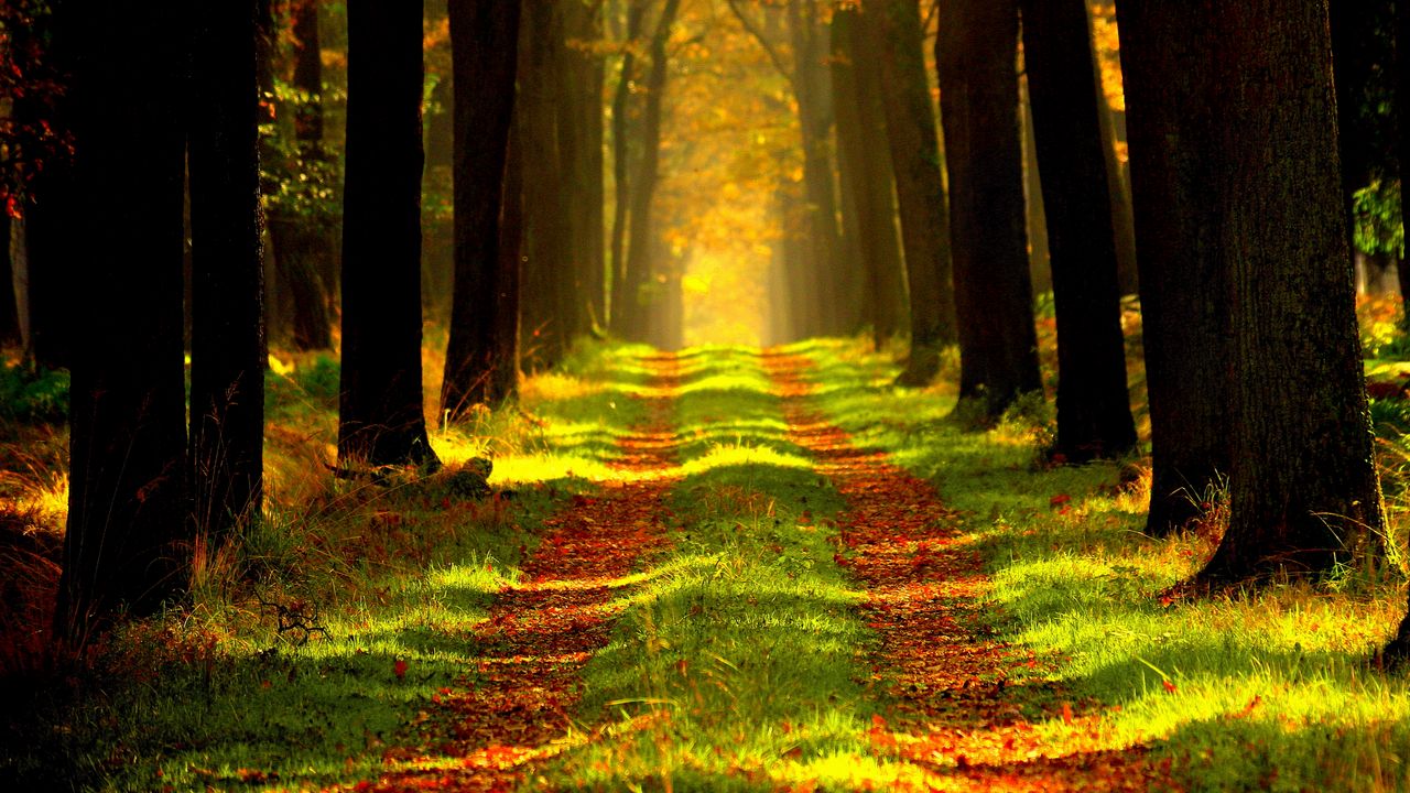 Wallpaper forest, autumn, path, fog