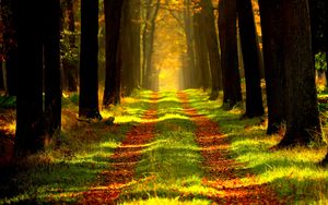 Preview wallpaper forest, autumn, path, fog