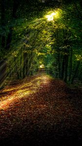 Preview wallpaper forest, autumn, path, sunlight