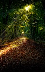 Preview wallpaper forest, autumn, path, sunlight