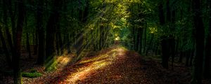 Preview wallpaper forest, autumn, path, sunlight