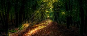 Preview wallpaper forest, autumn, path, sunlight