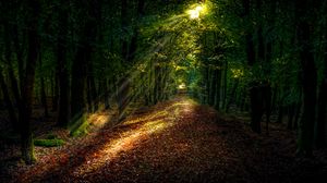 Preview wallpaper forest, autumn, path, sunlight