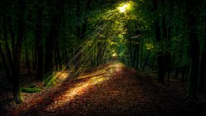 Preview wallpaper forest, autumn, path, sunlight