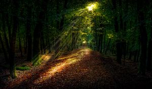 Preview wallpaper forest, autumn, path, sunlight