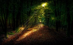 Preview wallpaper forest, autumn, path, sunlight