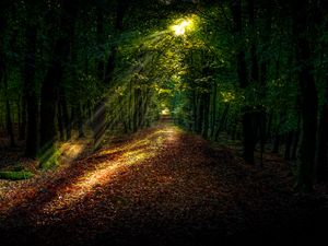Preview wallpaper forest, autumn, path, sunlight