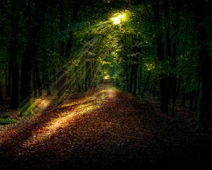 Preview wallpaper forest, autumn, path, sunlight