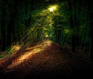 Preview wallpaper forest, autumn, path, sunlight