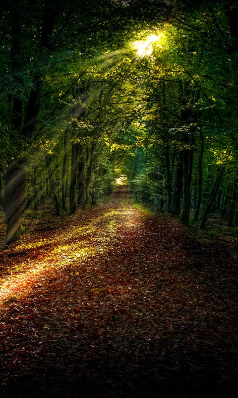 Download wallpaper 480x800 forest, autumn, path, sunlight nokia x, x2 ...