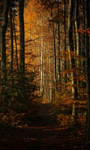 Preview wallpaper forest, autumn, path, trees