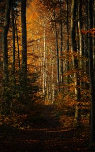Preview wallpaper forest, autumn, path, trees