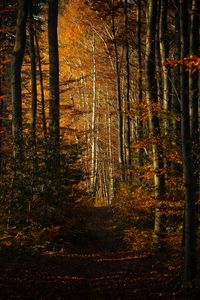 Preview wallpaper forest, autumn, path, trees