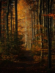 Preview wallpaper forest, autumn, path, trees