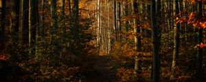 Preview wallpaper forest, autumn, path, trees