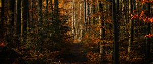 Preview wallpaper forest, autumn, path, trees