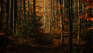 Preview wallpaper forest, autumn, path, trees