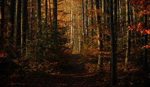 Preview wallpaper forest, autumn, path, trees