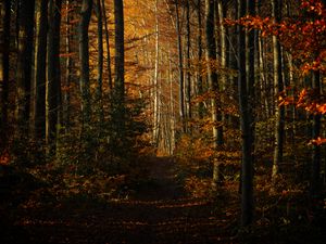 Preview wallpaper forest, autumn, path, trees