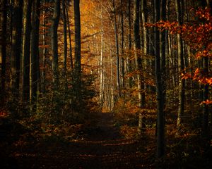 Preview wallpaper forest, autumn, path, trees