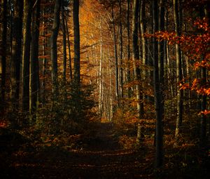 Preview wallpaper forest, autumn, path, trees