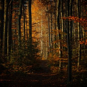 Preview wallpaper forest, autumn, path, trees