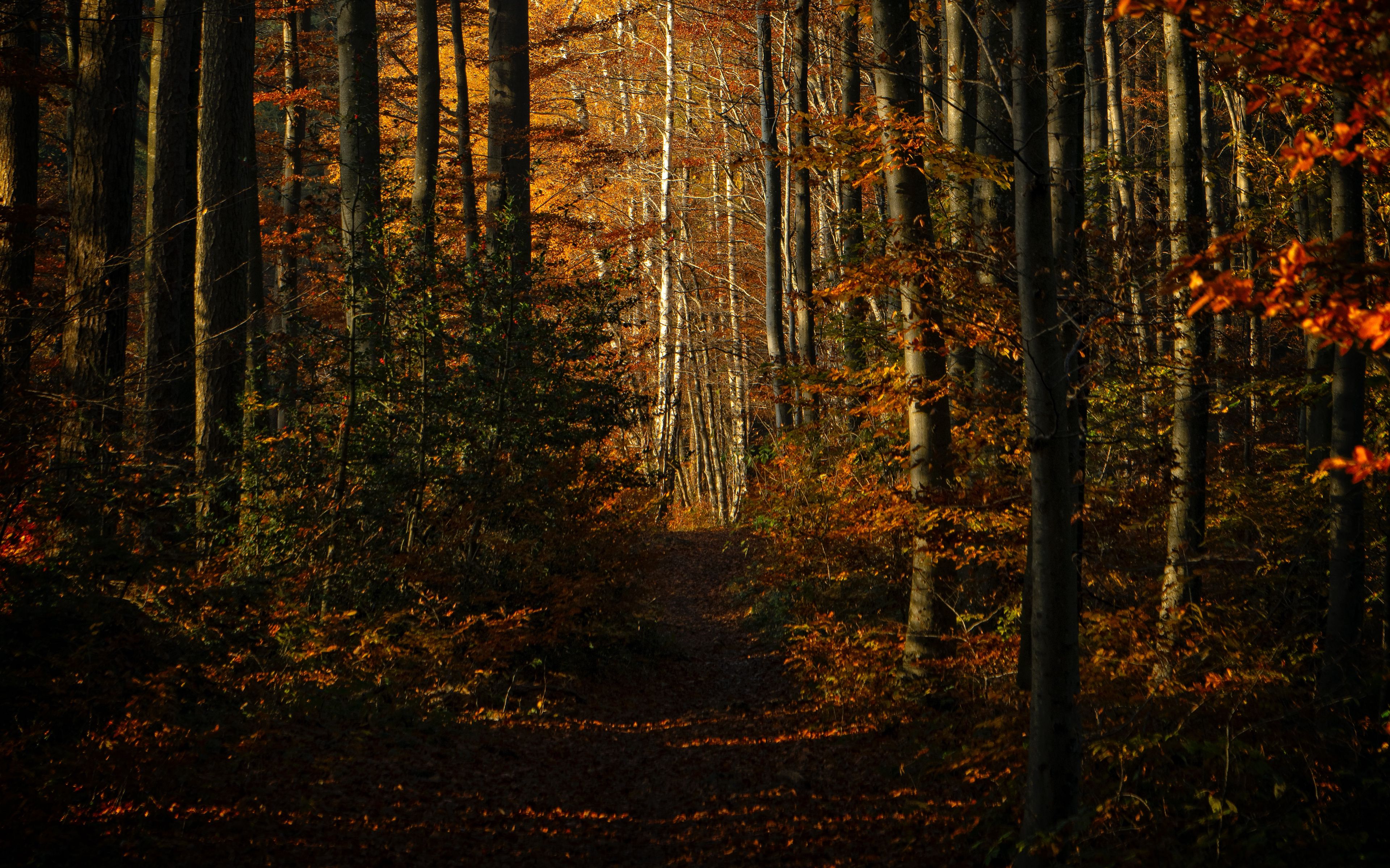 Download Wallpaper 3840x2400 Forest Autumn Path Trees 4k Ultra Hd 16
