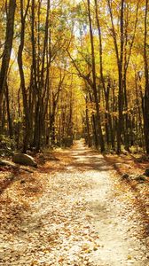 Preview wallpaper forest, autumn, trees, trail, foliage