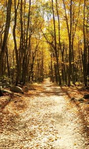 Preview wallpaper forest, autumn, trees, trail, foliage