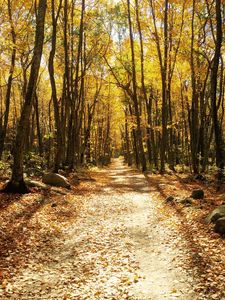 Preview wallpaper forest, autumn, trees, trail, foliage