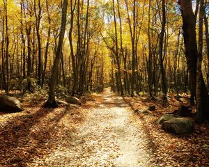 Preview wallpaper forest, autumn, trees, trail, foliage