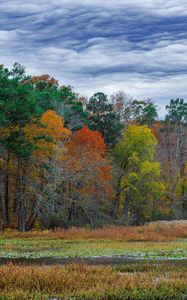 Preview wallpaper forest, autumn, trees, grass, meadow, landscape