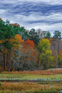 Preview wallpaper forest, autumn, trees, grass, meadow, landscape