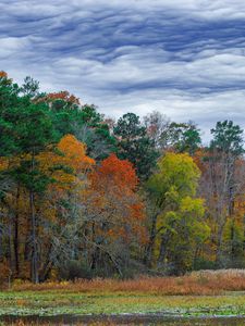 Preview wallpaper forest, autumn, trees, grass, meadow, landscape