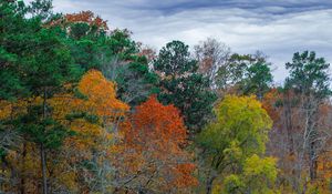 Preview wallpaper forest, autumn, trees, grass, meadow, landscape