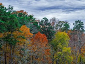 Preview wallpaper forest, autumn, trees, grass, meadow, landscape