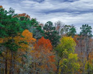 Preview wallpaper forest, autumn, trees, grass, meadow, landscape