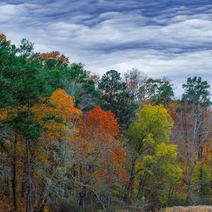 Preview wallpaper forest, autumn, trees, grass, meadow, landscape