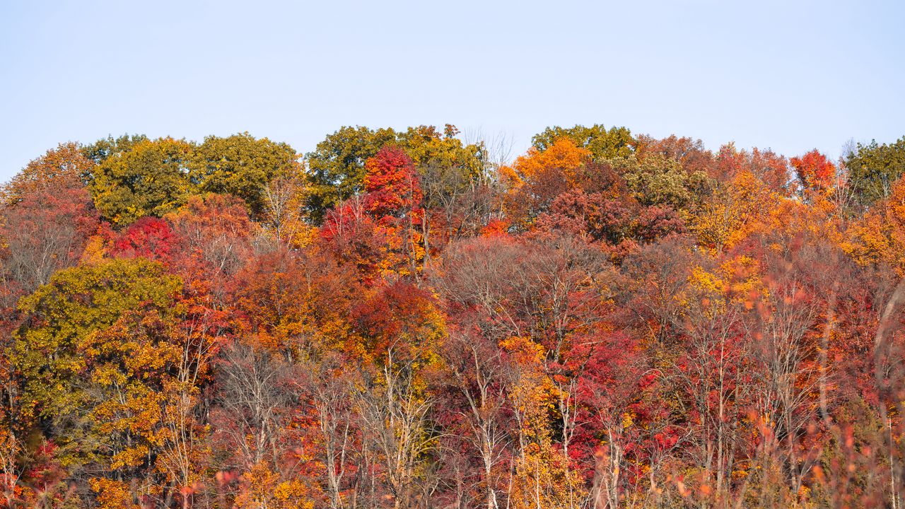 Wallpaper forest, autumn, trees, landscape, nature